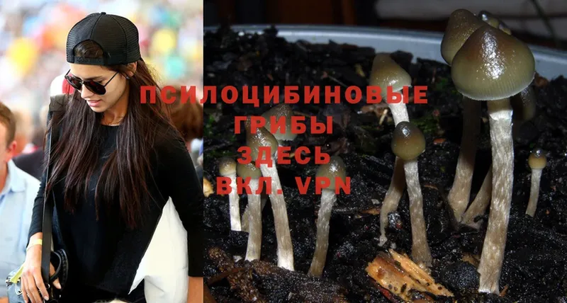 Галлюциногенные грибы Psilocybe  Мурино 